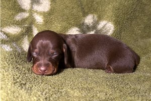 Brielle - Dachshund, Mini for sale