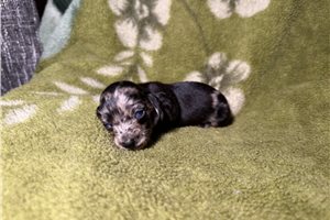 Bella - Dachshund, Mini for sale