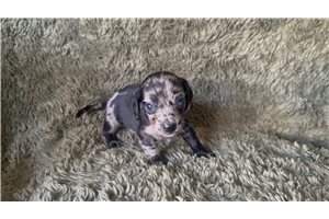 Bella - Dachshund, Mini for sale