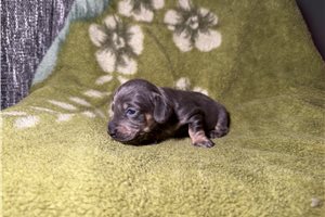 Brooks - Dachshund, Mini for sale