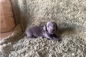 Bailey - puppy for sale