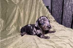 Bennett - puppy for sale