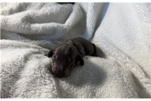 Brooks - Dachshund, Mini for sale