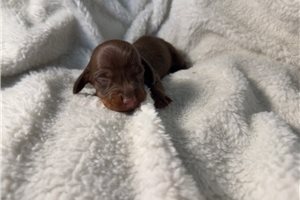Brielle - Dachshund, Mini for sale