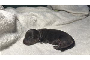 Brooks - puppy for sale