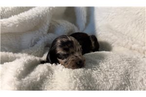 Bella - Dachshund, Mini for sale