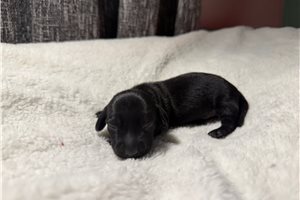 Benjamin - puppy for sale