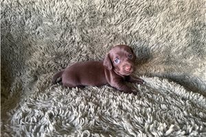 Brittney - Dachshund, Mini for sale