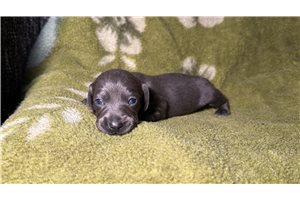 Bailey - Dachshund, Mini for sale