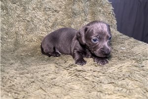 Bailey - Dachshund, Mini for sale