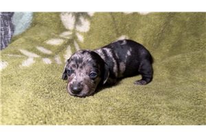 Bennett - Dachshund, Mini for sale