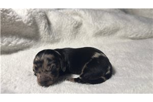 Bella - puppy for sale