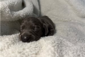 Bailey - Dachshund, Mini for sale
