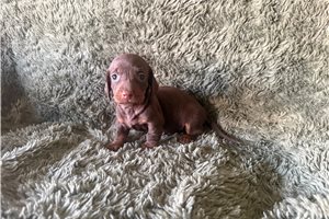 Brielle - puppy for sale