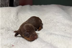 Brielle - Dachshund, Mini for sale