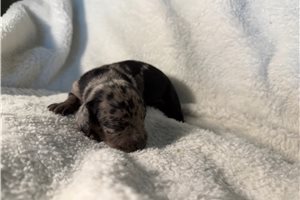 Bennett - Dachshund, Mini for sale