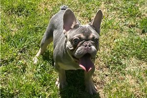 Claude - French Bulldog for sale