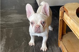 Bella - French Bulldog for sale