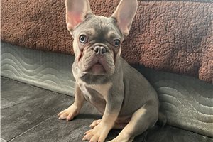 Claude - French Bulldog for sale