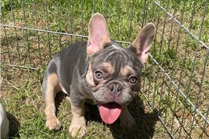 Corbin - French Bulldog for sale