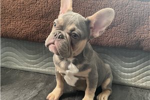 Corbin - French Bulldog for sale