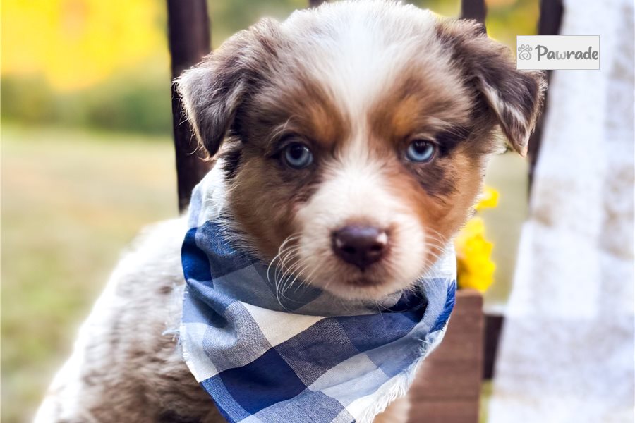 Nico, male Miniature Australian Shepherd puppy for sale