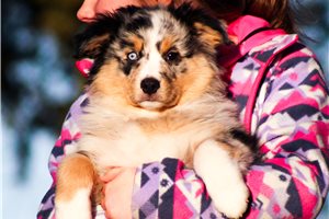 Bodie - Australian Shepherd for sale