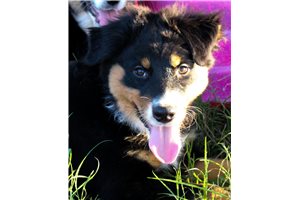 Bryn - Australian Shepherd for sale