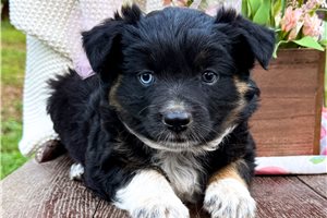 Vivian - puppy for sale
