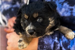 Remi - Miniature Australian Shepherd for sale