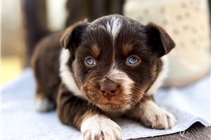 Reid - Miniature Australian Shepherd for sale
