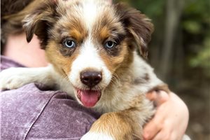 Nico - Miniature Australian Shepherd for sale