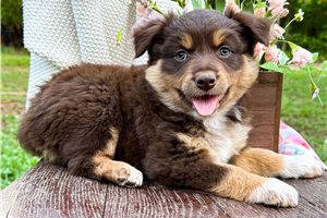 Violet - puppy for sale