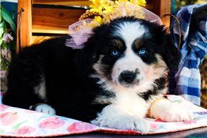 Trinity - puppy for sale