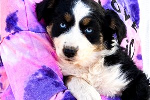 Suri - puppy for sale
