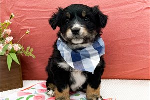 Truman - Miniature Australian Shepherd for sale