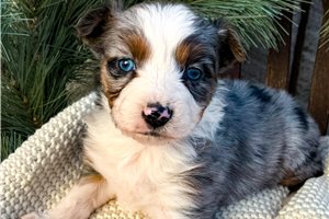 Selene - puppy for sale
