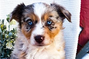 Sophia - Miniature Australian Shepherd for sale