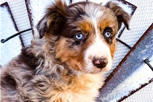 Scarlett - Miniature Australian Shepherd for sale