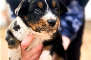 Flint - Miniature Australian Shepherd for sale