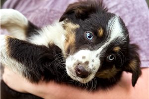 Nevada - Miniature Australian Shepherd for sale
