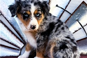 Sunny - Miniature Australian Shepherd for sale