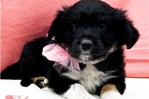 Tovah - Miniature Australian Shepherd for sale