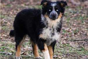 Neeson - puppy for sale