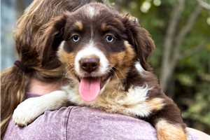 Nigel - Miniature Australian Shepherd for sale