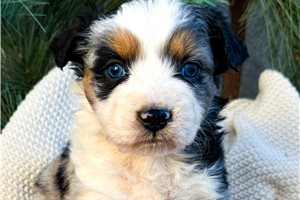 Sanders - puppy for sale