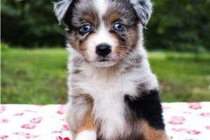 Parker - Miniature Australian Shepherd for sale