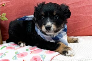 Truman - Miniature Australian Shepherd for sale