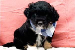 Tyson - Miniature Australian Shepherd for sale