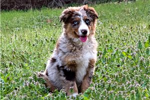 Scarlett - Miniature Australian Shepherd for sale